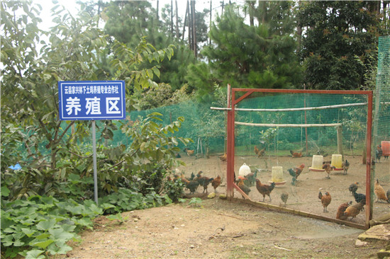大树村生态养殖场