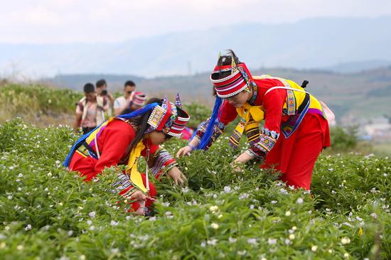 60对新人伉俪采摘石林人参果_云南微生活