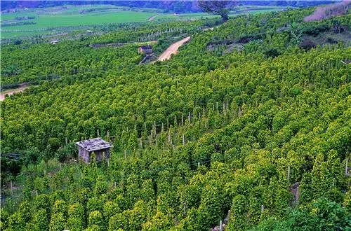 建州60年·红河记忆--红河州农业发展与袁隆平