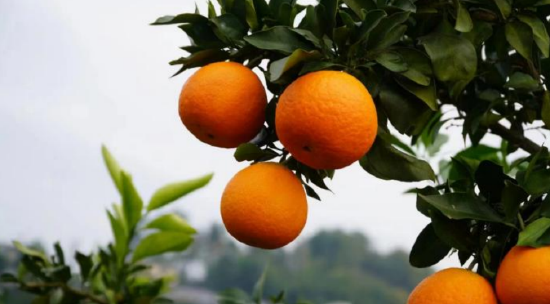 橙南色 1e6a-af717bcd57006cb6ea043ce15f80cafc.png