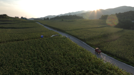成片的高粱基地