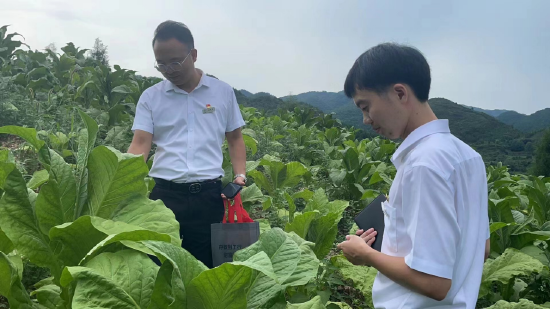（该行工作人员在魏家屯村开展“种植e贷”烟叶场景授信尽职调查）