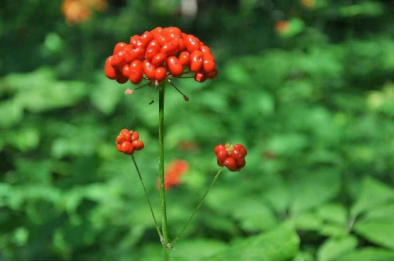 （山里的人参）