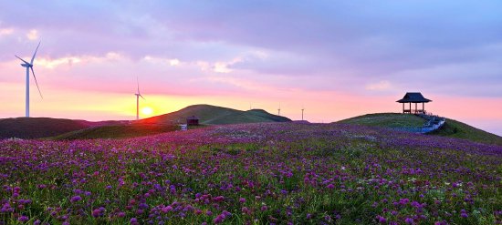 漫山遍野的韭菜花宛若紫色的海洋