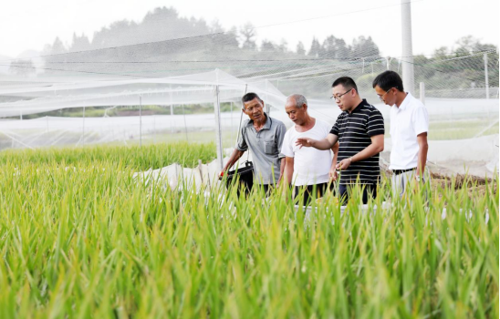 梁正其行走田间地头