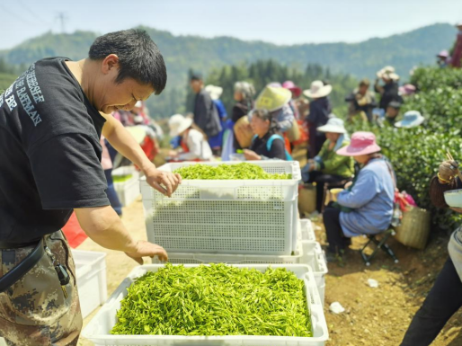 （图：茶山丰收时节）