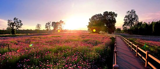 千亩花海喜迎客来 盈江县2018年春节花海乡村