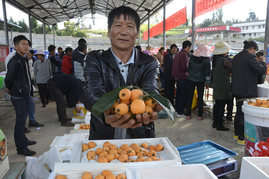 石林大可举办首届枇杷文化节 万亩枇杷成熟上