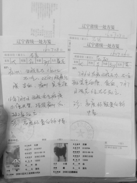 两只狗的诊断书上写有“高度怀疑氰化物中毒”字样。