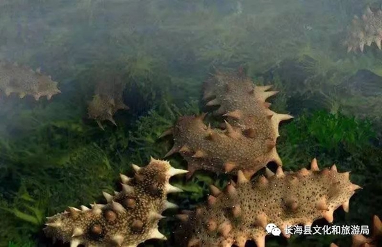 长海海参