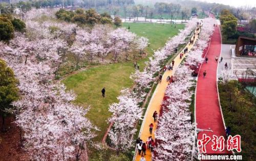 资料图:游人赏花,感受春天的气息。 马刚 摄