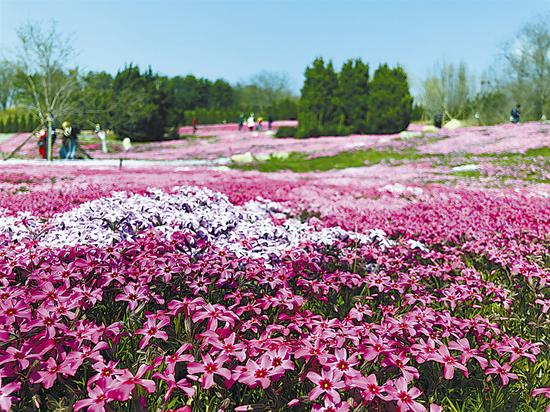 游棒棰岛芝樱花海