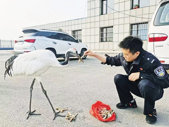 民警买来新鲜的鱼喂养丹顶鹤。