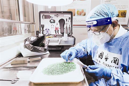海关关员对进境种子进行实验室初筛。