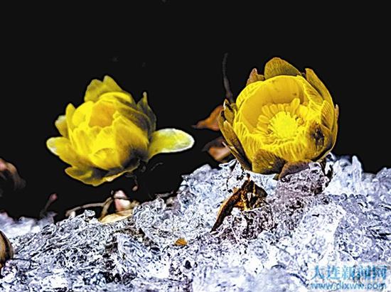 夜幕降临时,“冰凌花”恋恋不舍地合上了花瓣。