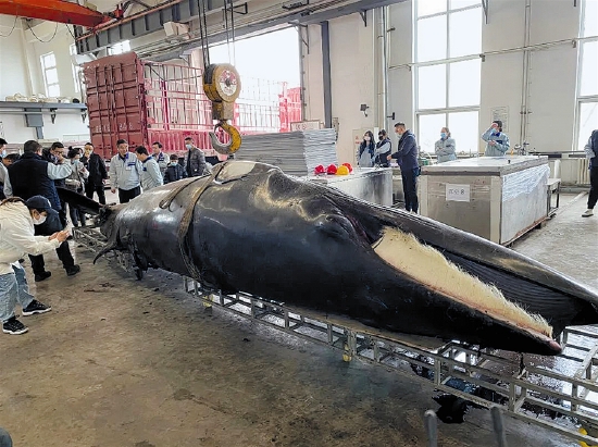 “搁浅”小须鲸运抵鸿峰公司。贾璐 穆琳 摄影报道