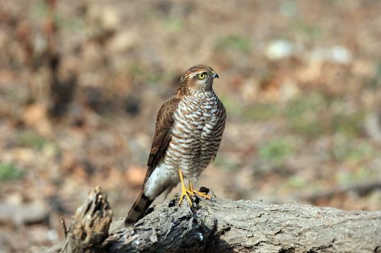 表兄弟用弹弓打死6只鸟 被判2年缓刑3年