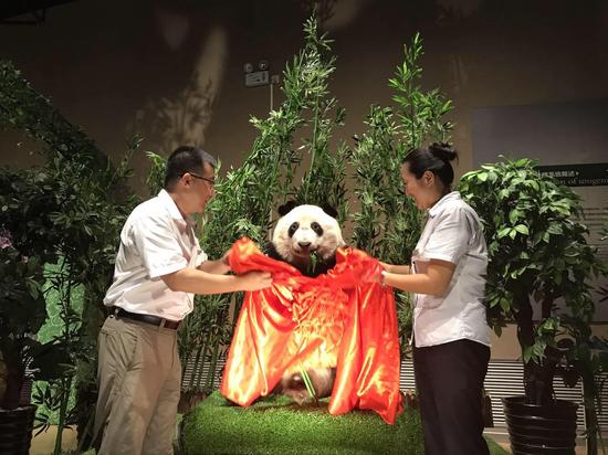 大連市金石灘博物館迎來(lái)全球首只塑化熊貓標(biāo)本