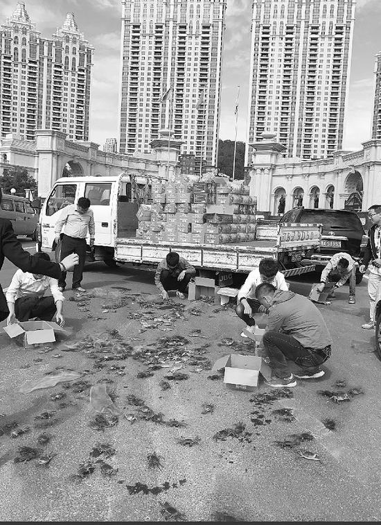 路过的市民在帮着车主捡螃蟹。半岛晨报、海力网摄影记者孙振芳