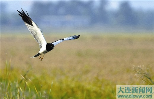 鹊鹞