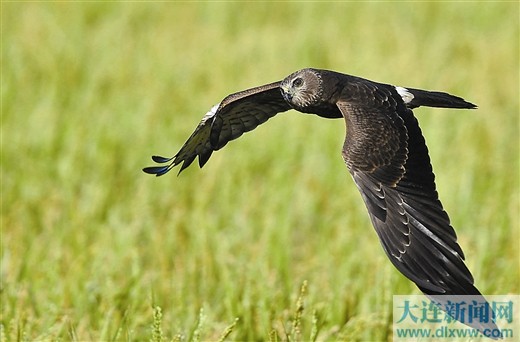 白尾鹞