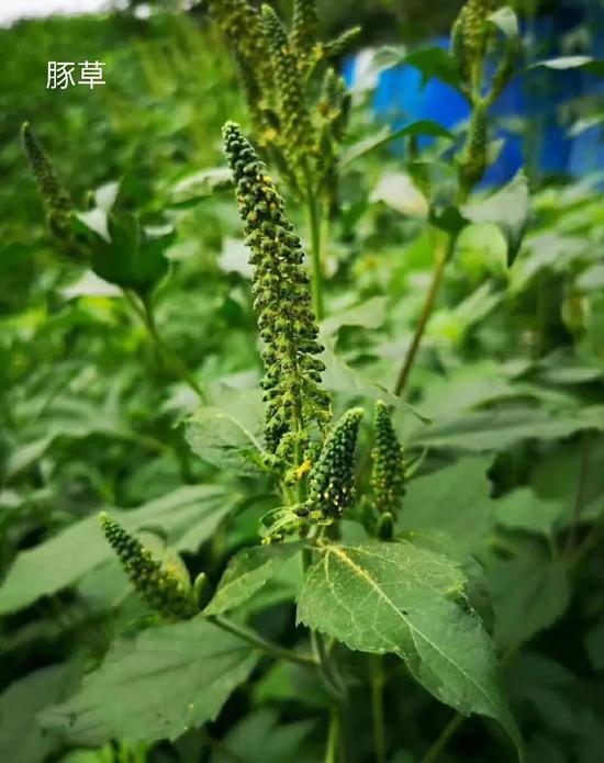 季节转换 哮喘患者应如何做好自我管理