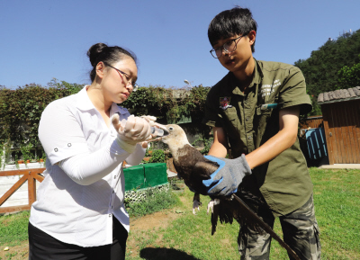 世界上飞得最快的鸟首现大连市