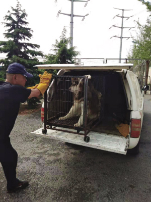 强制收容禁养犬只。