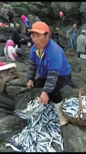 老百姓们舀的鱼是专青鱼。