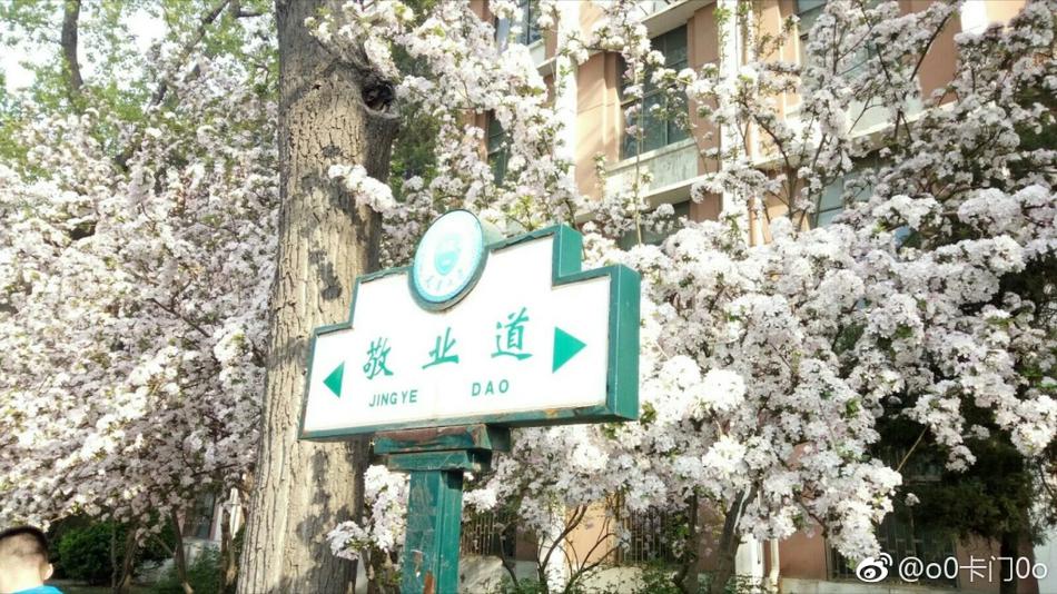 天津大学海棠季来临 花团锦簇春意浓