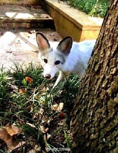 天下足球背景音乐-乐鱼app(leyu)官方网站-乐鱼官网