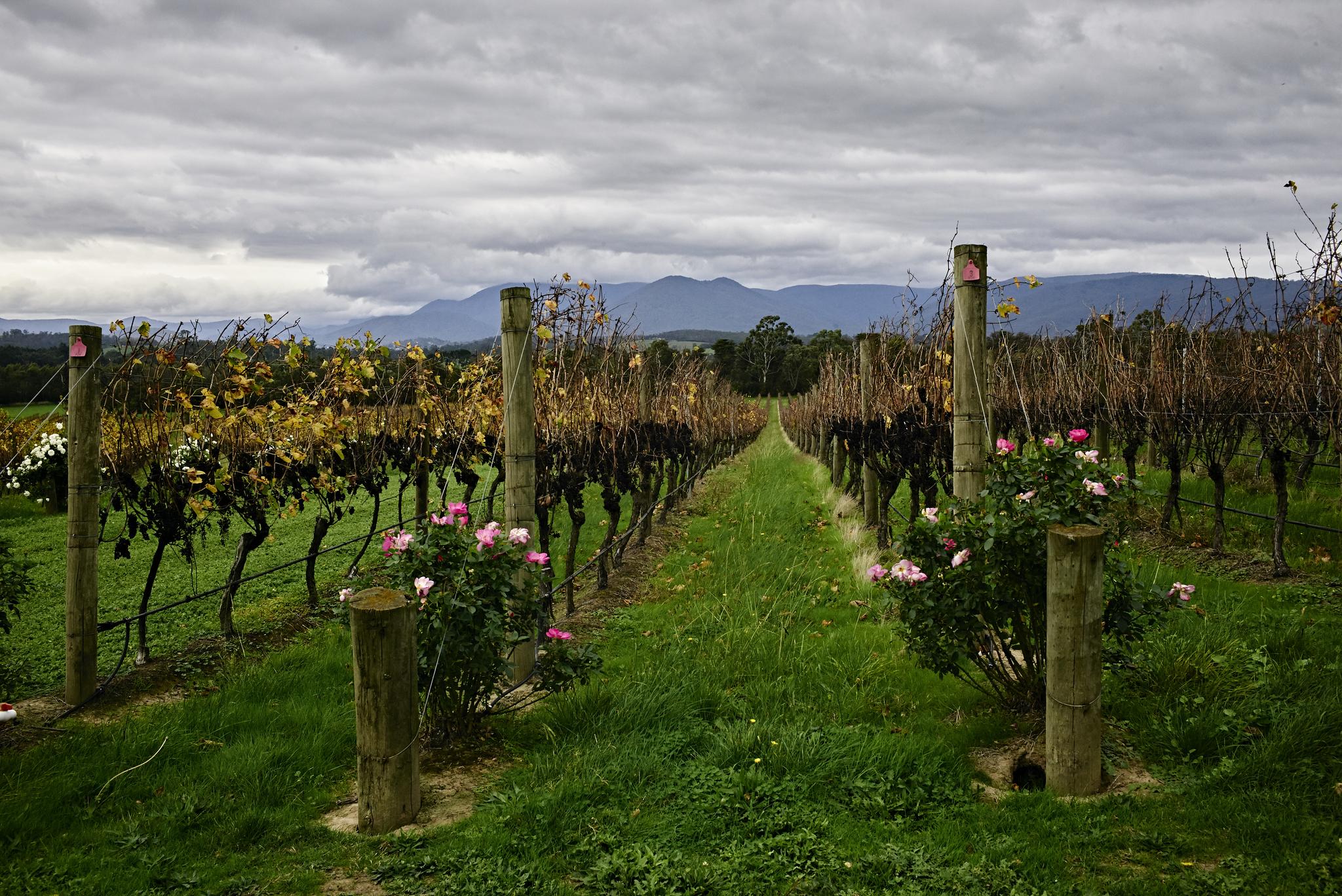 肚皮大暴走 澳大利亚维州美味探访之旅