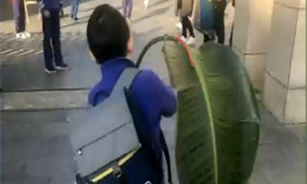 小学生扛芭蕉叶交作业
