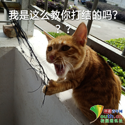 图为梁慧瑜的表情包作品《打外科结的猫》。中国青年网通讯员 赵壮杰 摄