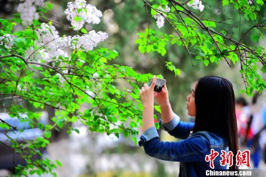 　　清新淡雅的丁香花团团簇簇盛放，吸引学生花下驻足，用手机定格春天的美好。摄于山东师范大学千佛山校区。秋歌摄