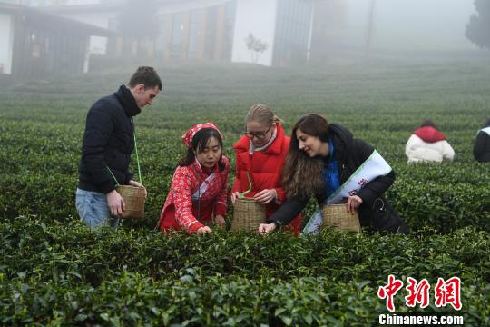 图为外籍留学生在茶农带领下学习采茶。　陈超 摄