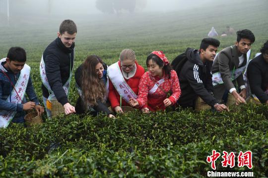 图为外籍留学生在茶农带领下学习采茶。　陈超 摄