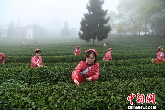 图为茶农正在采茶。　陈超 摄