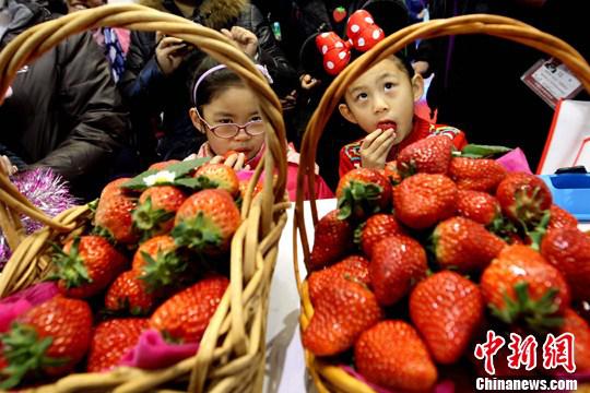 资料图:草莓。中新社记者 富田 摄