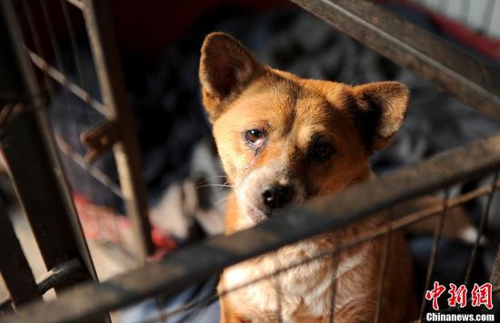 资料图：流浪狗。陈超 摄