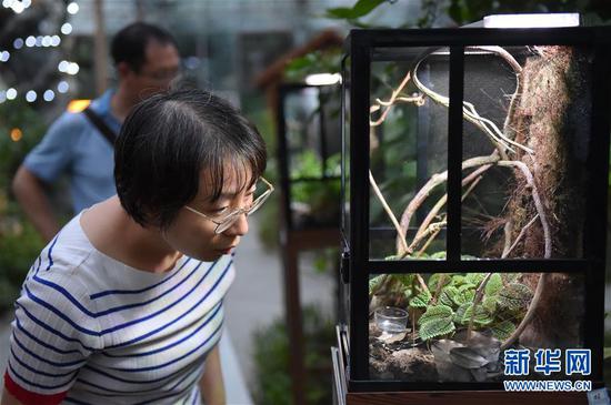 植物园会发光 小朋友夏夜探寻神奇动物(图)