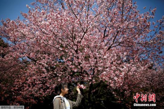 资料图：一名游客在东京新宿御苑公园内欣赏樱花。