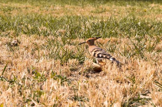 不要惊动那只戴胜 它在凝望冬来的方向