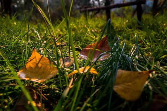 西风比较粗心 总留下一些恋家的叶