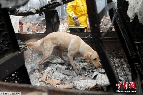 资料图：加州山火废墟搜救工作紧张进行，搜救队出动寻尸犬协助工作。