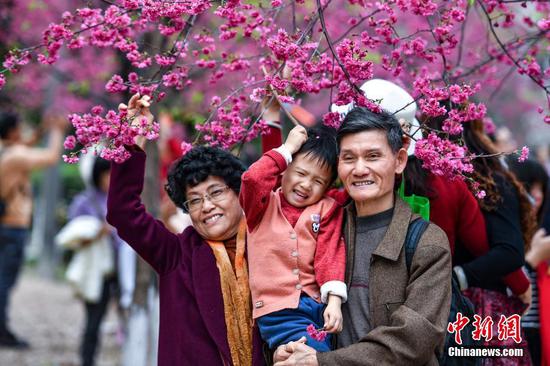 华南农业大学樱花怒放 吸引游人赏花踏春(图)