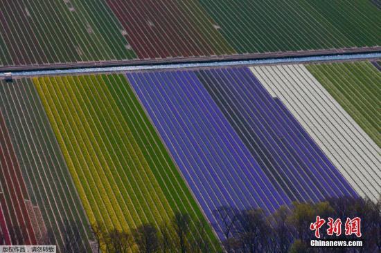 资料图：当地时间2019年4月10日，航拍荷兰利兹花田，五彩斑斓美不胜收。