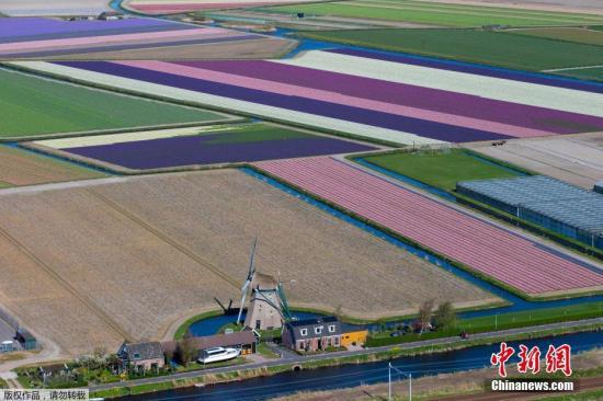 资料图：当地时间2019年4月10日，航拍荷兰利兹花田，五彩斑斓美不胜收。