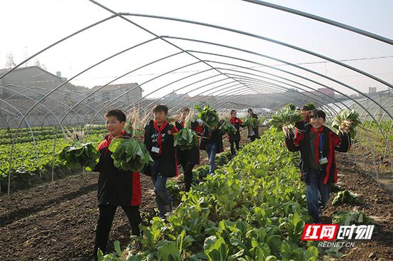 学生们在“开心农场”收获的蔬菜。