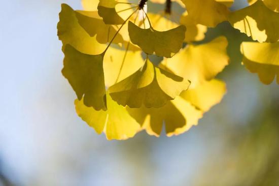秋风谁扇得 几树杏儿黄